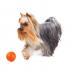 Collar Liker Line мячик на ленте для щенков и собак мелких пород, оранжевый, Ø5 см